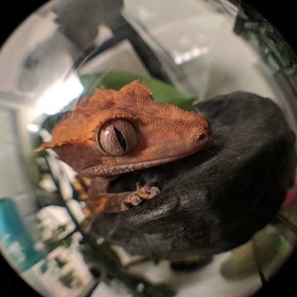 Meet your Posher, Yolanda - Picture 1 of 1